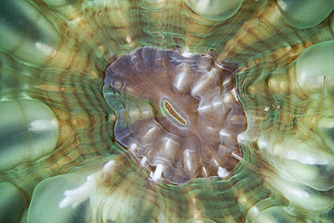 Detail of a large coral polyp in Komodo National Park, Indonesia. This tropical region in Indonesia is known for its spectacular coral reefs and high marine biodiversity.