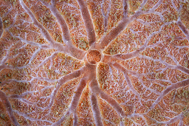 Detail of an encrusting sponge growing on a reef in Komodo National Park, Indonesia. This tropical region in Indonesia is known for its spectacular coral reefs and high marine biodiversity.