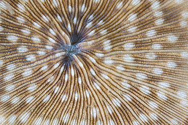 Detail of a mushroom coral (Fungia sp.) on a reef in Komodo National Park, Indonesia. This tropical region in Indonesia is known for its spectacular coral reefs and high marine biodiversity.