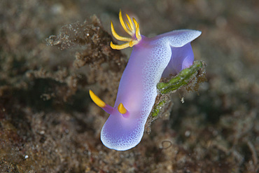 A beautiful nudibranch (Hypselodoris bullockii) crawls slowly across a reef in Indonesia. This tropical region, within the Coral Triangle, is home to an incredible variety of marine life.