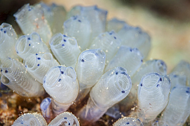 A beautiful set of tiny tunicates grows on a reef in Indonesia.This tropical region, within the Coral Triangle, is home to an incredible variety of marine life.