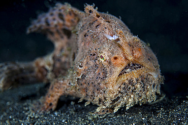 A hairy frogfish (Antennarius striatus) uses its incredible camouflage to successfully capture prey in Lembeh Strait, Indonesia.