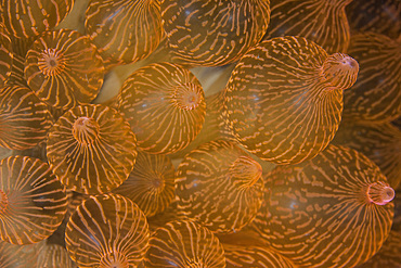 A bulbed anemone (Entacmaea quadricolor) grows on a reef in Komodo National Park, Indonesia. This beautiful area harbors extraordinary marine biodiversity and is a popular destination for divers and snorkelers.