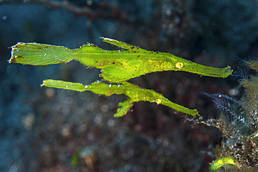 A pair of robust ghost pipefish (Solenostomus cyanopterus) hover above the seafloor in Komodo National Park, Indonesia. This tropical area in the western Pacific harbors an extraordinary array of marine organisms.