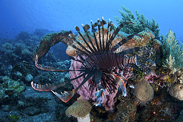 A lionfish (Pterois volitans) displays its venomous spines in Komodo National Park, Indonesia. This tropical area in the western Pacific harbors an extraordinary array of marine organisms.