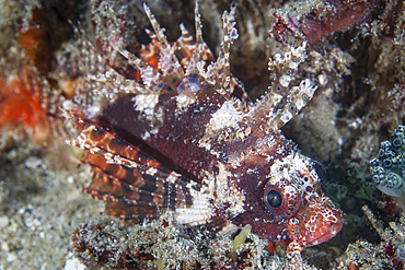 A shortfin lionfish (Dendrochirus brachypterus) lays on the seafloor waiting for prey to swim near in Indonesia. This tropical region, within the Coral Triangle, is home to an incredible variety of marine life.