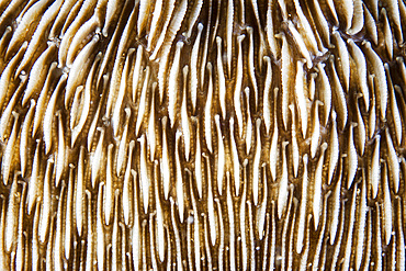 Abstract of a mushroom coral (Fungia sp.) growing on a reef in Indonesia. This tropical region, within the Coral Triangle, is home to an incredible variety of marine life.