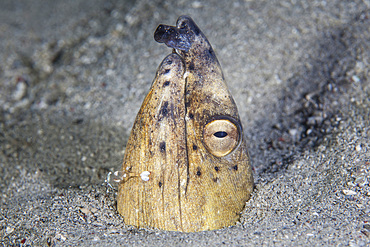 A Black-finned snake eel (Ophichthus cephalozona) pokes its head out of a sandy seafloor in Indonesia. This tropical region, within the Coral Triangle, is home to an incredible variety of marine life.