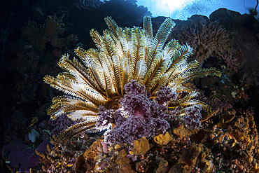 A colorful crinoid clings to a coral reef slope in Komodo National Park, Indonesia. This tropical region in Indonesia is known for its spectacular coral reefs and high marine biodiversity.