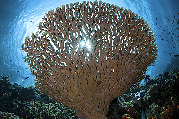 Sunlight sparkles through a table coral (Acropora sp.) in Komodo National Park, Indonesia. This tropical region in Indonesia is known for its spectacular coral reefs and high marine biodiversity.