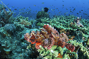 A venomous scorpionfish is found on a healthy coral reef in Komodo National Park, Indonesia. This tropical region in Indonesia is known for its spectacular coral reefs and high marine biodiversity.