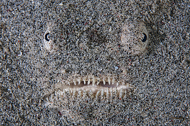 A stargazer fish (Uranoscopus sulphureus) camouflages itself in sand in Komodo National Park, Indonesia. This tropical region in Indonesia is known for its spectacular coral reefs and high marine biodiversity.