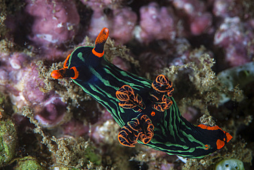 A colorful nudibranch (Nembrotha kubaryana) crawls slowly across a reef near the island of Sulawesi, Indonesia. This beautiful, tropical region is home to an incredible variety of marine life.