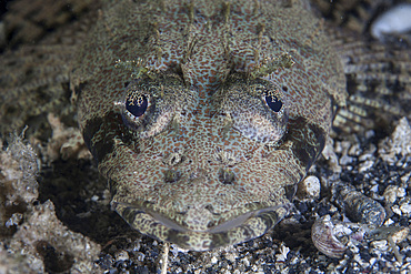 A camouflaged horned flathead (Thysanophrys carbunculus) lays hidden on a sandy slope near the island of Sulawesi, Indonesia. This beautiful, tropical region is home to an incredible variety of marine life.