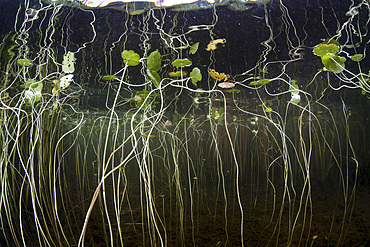 Young lily pads grow to the surface along the shallow edge of a freshwater lake in Cape Cod, Massachusetts. Vegetation, which provides habitat for fish, amphibians, and reptiles, grows wildly during summer months and then dies off during the fall and wint