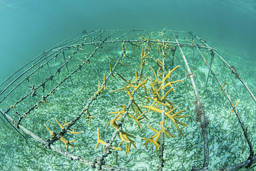 Fast-growing corals (Acropora sp.) are being grown by scientists in the Caribbean Sea. Once they reach a certain size they will be planted on a reef that has been previously damaged.