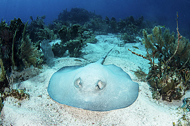 A large roughtail stingray (Dasyatis centroura) rests on the seafloor near Turneffe Atoll, Belize. This species is found throughout much of the Atlantic near reefs.