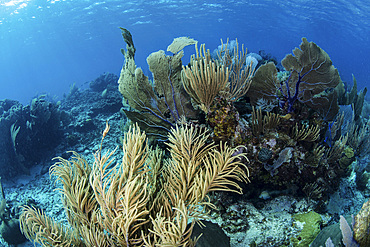 A colorful set of gorgonians, reef-building corals, and other invertebrates grow on a diverse reef in the Caribbean Sea.