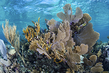 A colorful set of gorgonians, reef-building corals, and other invertebrates grow on a diverse reef in the Caribbean Sea.