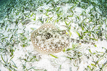 A yellow stingray (Urobatis jamaicensis) lays on the sandy seafloor of Turneffe Atoll in Belize. This small and beautiful elasmobranch ranges throughout the Caribbean Sea.