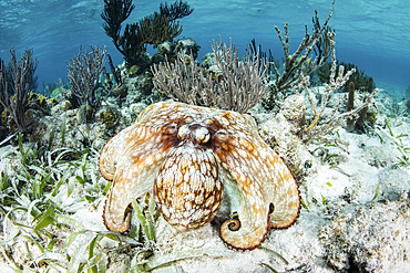 A Caribbean reef octopus (Octopus briareus) explores the seafloor of a shallow reef off the coast of Belize. This intelligent cephalpod ranges throughout the Caribbean feeding on lobster, crab, and small fish.