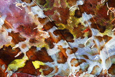 Detail of the colorful dorsal fin of a scorpionfish (Scorpaenopsis sp.) in Wakatobi National Park, Indonesia. This remote region is known for its incredible marine biodiversity and gorgeous reefs.