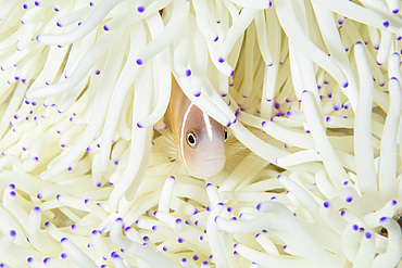 A pink anemonefish (Amphiprion perideraion) swims among the tentacles of its host anemone in Wakatobi National Park, Indonesia. This remote region is known for its incredible marine biodiversity and gorgeous reefs.