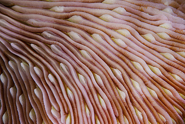 Detail of the texture on a mushroom coral (Fungia sp.) growing in Wakatobi National Park, Indonesia. This remote region is known for its incredible marine biodiversity and gorgeous reefs.