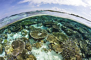 A shallow coral reef thrives in Wakatobi National Park, Indonesia. This remote region is known for its incredible marine biodiversity and gorgeous reefs.