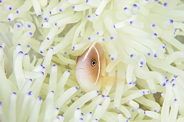 A pink anemonefish (Amphiprion perideraion) swims among the tentacles of its host anemone in Wakatobi National Park, Indonesia. This remote region is known for its incredible marine biodiversity and gorgeous reefs.