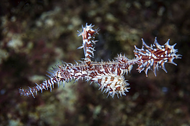 An ornate ghost pipefish (Solenostomus paradoxus) hovers above a coral reef in Raja Ampat, Indonesia. This remote, tropical region is home to extraordinary marine biodiversity.