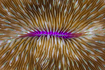 Detail of a mushroom coral (Fungia sp.) on a reef in Raja Ampat, Indonesia. This remote, tropical region is home to extraordinary marine biodiversity.