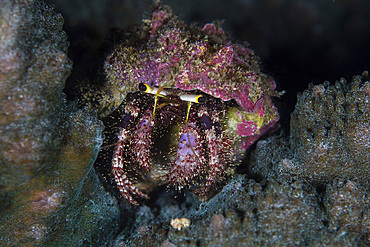 A hermit crab crawls across a reef in Raja Ampat, Indonesia. This remote, tropical region is home to extraordinary marine biodiversity.