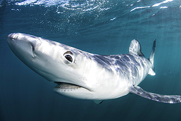 A sleek blue shark (Prionace glauca) cruises through the cold waters off Cape Cod, Massachusetts, in the Atlantic Ocean. These beautiful elasmobranchs are found throughout the world in both temperate and tropical seas and are a species listed as Near Thre