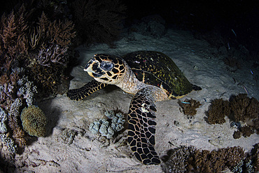 A hawksbill sea turtle (Eretmochelys imbricata) is found on a reef at night in Komodo National Park, Indonesia.