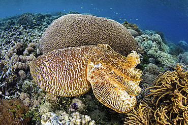 A broadclub cuttlefish (Sepia latimanus) uses camouflage to blend into a shallow coral reef in Raja Ampat, Indonesia. This remote region is known as the heart of the Coral Triangle due to its extraordinary marine biodiversity.