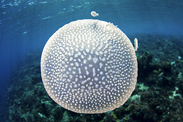 A white-spotted jellyfish (Phyllorhiza punctata) drifts in a strong current in the Lesser Sunda Islands of Indonesia.