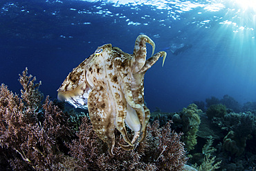 A broadclub cuttlefish (Sepia latimanus) hovers above a beautiful coral reef in Komodo National Park, Indonesia.