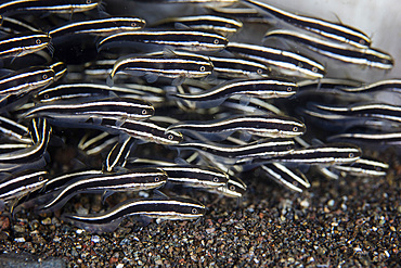 A school of juvenile striped eel catfish (Plotosus lineatus) swims over the seafloor in Komodo National Park, Indonesia.