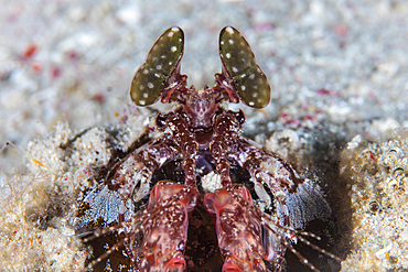 A large mantis shrimp (Lysosquilla sp.) uses its excellent eyesight to scan its underwater environment in the Lesser Sunda Islands of Indonesia.