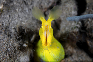 A female ribbon eel (Rhinomuraena quaesita) yawns as it lives on a sandy slope near Alor in the Lesser Sunda Islands of Indonesia.