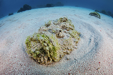 A predatory stonefish (Synanceia verrucosa) lies camouflaged in the sandy seafloor of Komodo National Park, Indonesia. This is the most venomous fish on Earth but uses its venom only for defensive purposes.