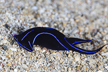 A beautiful Blue Velvet Head Shield sea slug (Chelidonura varians) crawls across a sandy seafloor near Alor in the Lesser Sunda Islands of Indonesia.