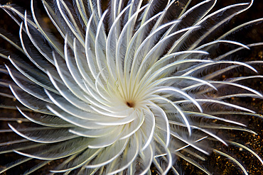 Detail of a feather duster worm growing on a coral reef near Alor in the Lesser Sunda Islands of Indonesia.