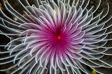 Detail of the spiral tentacles arrangement of a feather duster worm (Bispira sp.) in Komodo National Park, Indonesia.