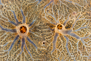 Detail of an encrusting sponge growing on a coral reef in Komodo National Park, Indonesia.