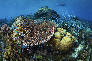 A snorkeler swims above a beautiful reef near Alor in the Lesser Sunda Islands of Indonesia.