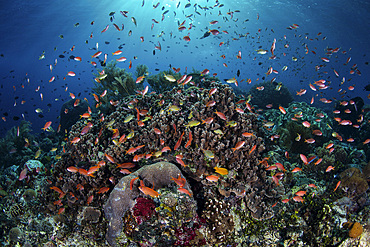 Colorful reef fish, mainly Scalefin anthias (Pseudanthias squamipinnis), swim above a healthy reef in the Lesser Sunda Islands of Indonesia.