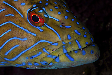 A blue line grouper (Cephalopholis formosa) swims on a reef in the Lesser Sunda Islands of Indonesia.