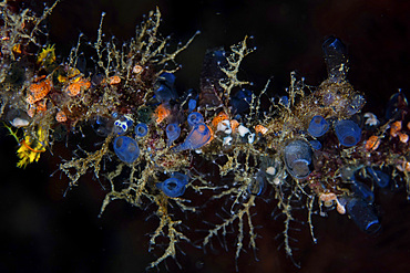 Colorful tunicates, sponges, hydroids, and other invertebrates grow on a reef in Raja Ampat, Indonesia.